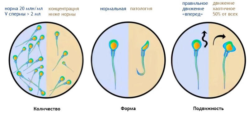 энтеровирус5.jpg